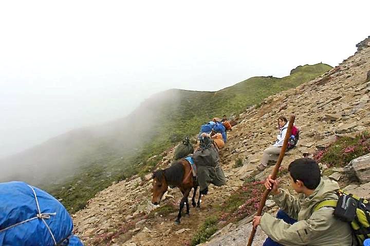 Horse 2
