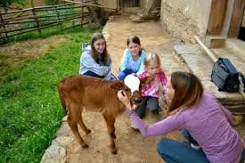 At the farm house, guests taking a closer look at the new born calf
