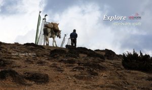 Bhutan Tour & Short trek