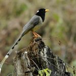 Birding in Bhutan