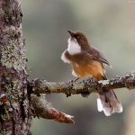 Birding in Bhutan