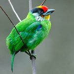 Birding in Bhutan
