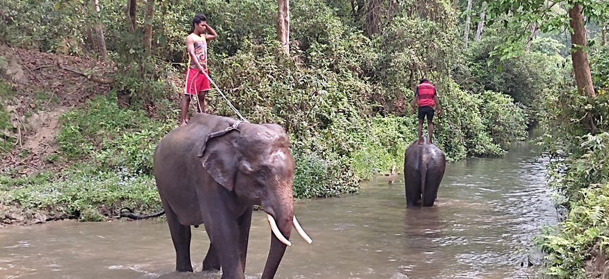 Into the Wild: Exploring Chitwan and Bardiya