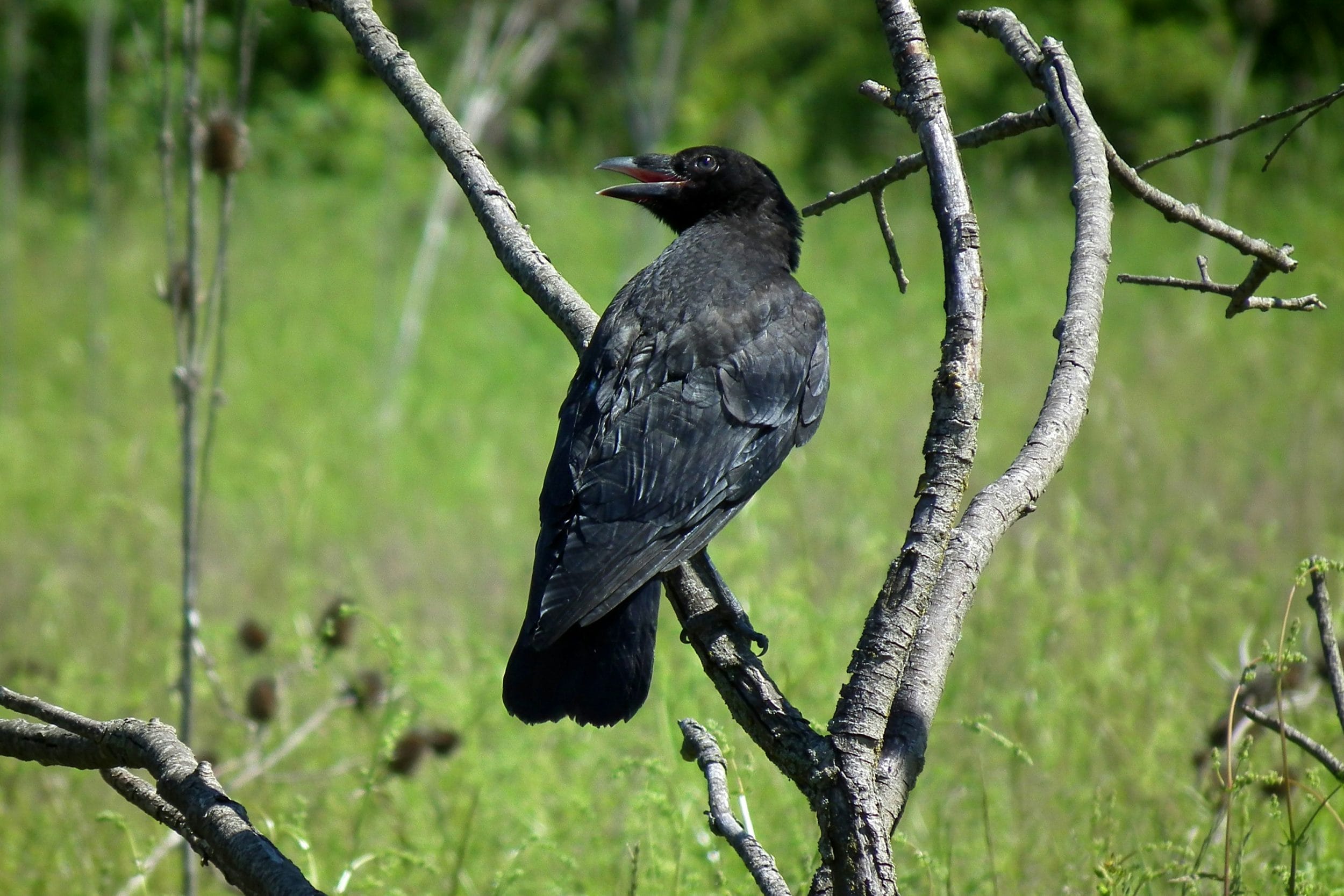 Raven : National Bird Photo by <a href="https://unsplash.com/@merlo24?utm_content=creditCopyText&utm_medium=referral&utm_source=unsplash">N. Merlo</a> on <a href="https://unsplash.com/photos/a-black-bird-sitting-on-top-of-a-tree-branch-WYH1An6Qz6w?utm_content=creditCopyText&utm_medium=referral&utm_source=unsplash">Unsplash</a>