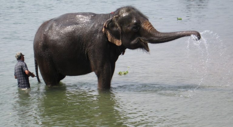 Sauraha