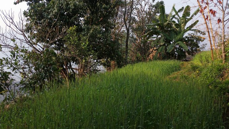 Sarangkot