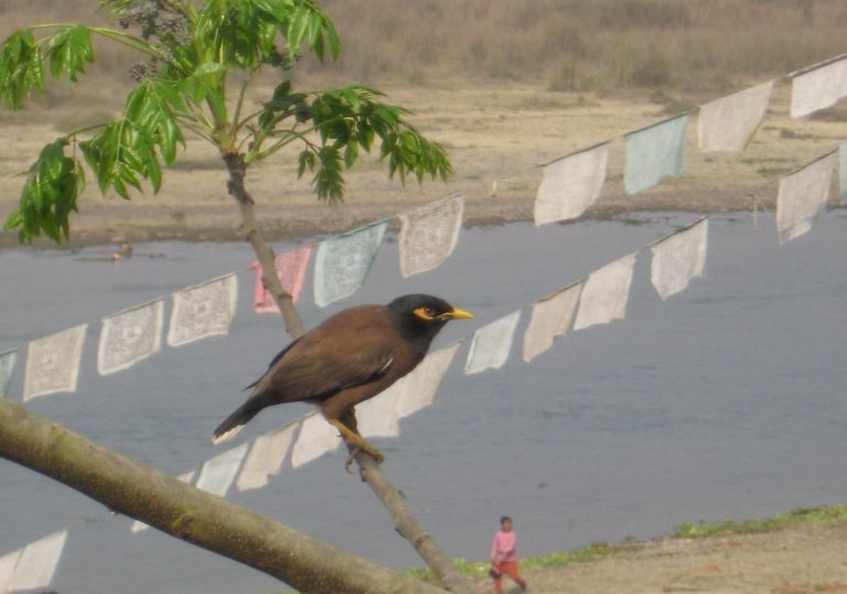 Sauraha