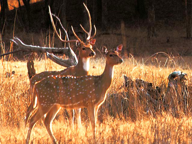 Ranthambhore National Park