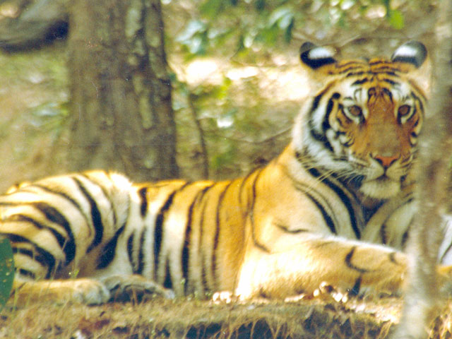 Bandhavgarh
