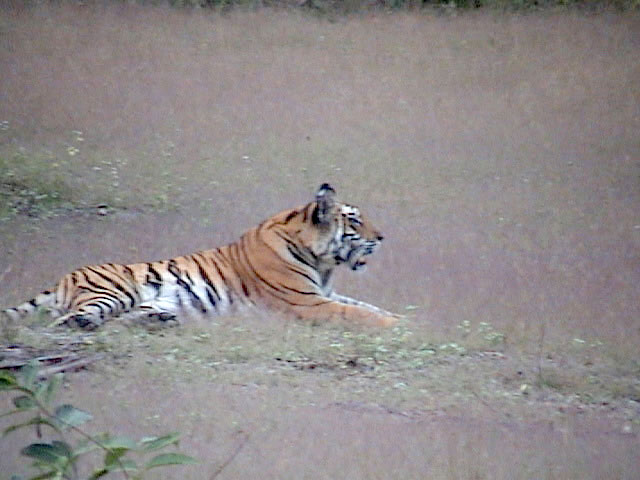 Bandhavgarh