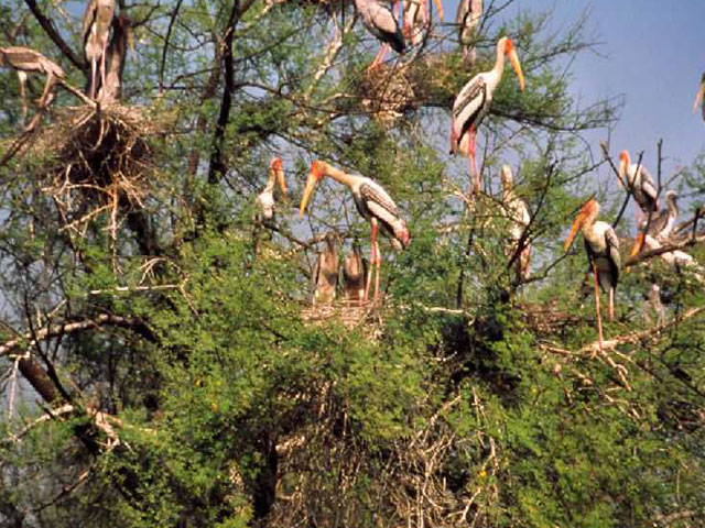 Bharatpur