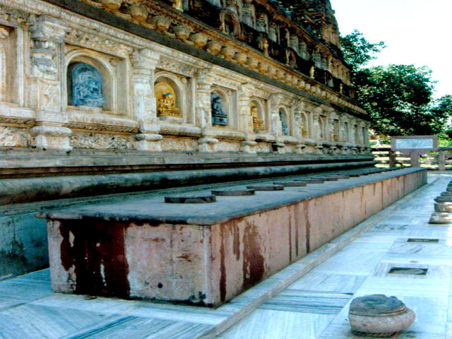 Bodhi Tree