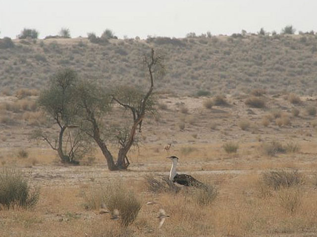 Desert National Park