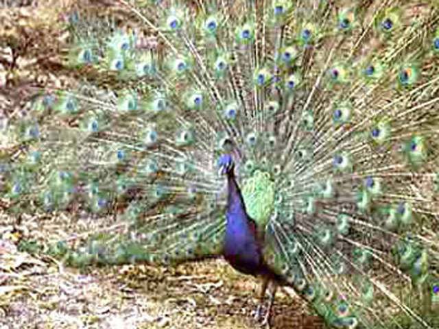 Dudhwa National Park