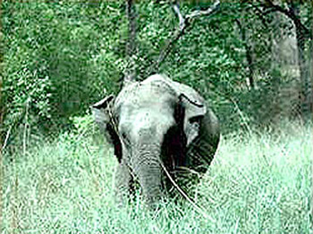 Dudhwa National Park