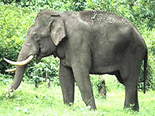 Dudhwa National Park