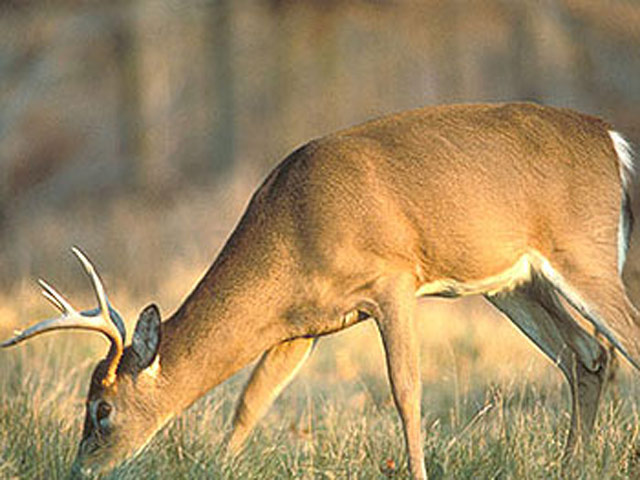 Dudhwa National Park