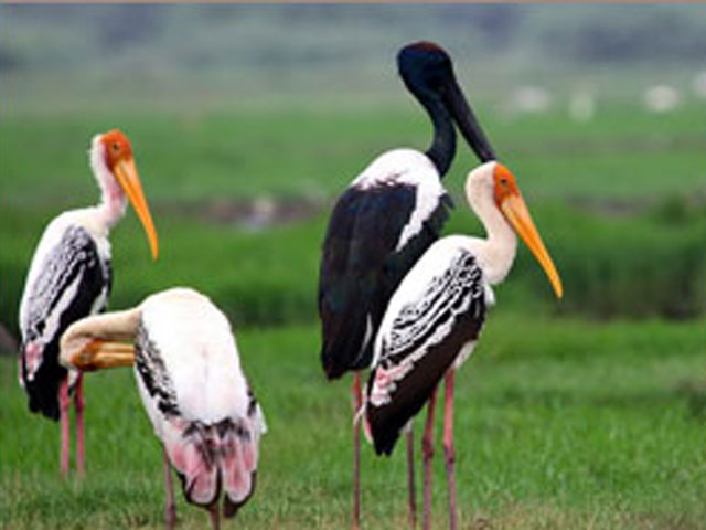 Keoladeo Ghana National Park