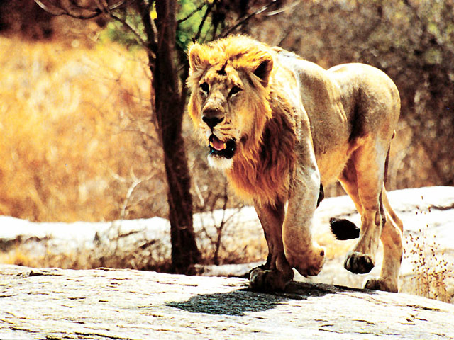Bandhavgarh