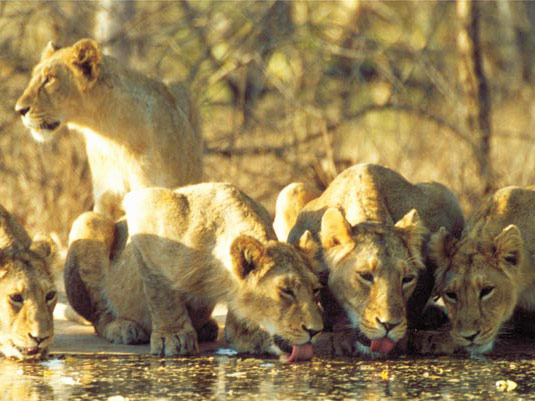 Ranthambhore National Park