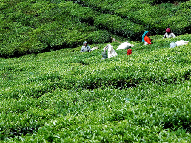 Ooty (Udhagamandalam)