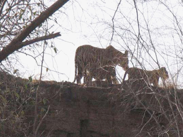 Ranthambhore National Park