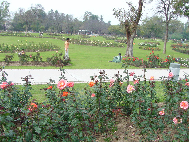 Zakir Hussain Rose Garden