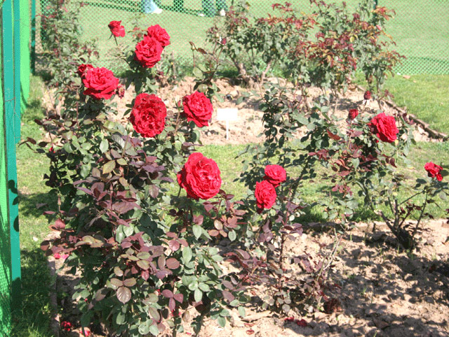 Zakir Hussain Rose Garden