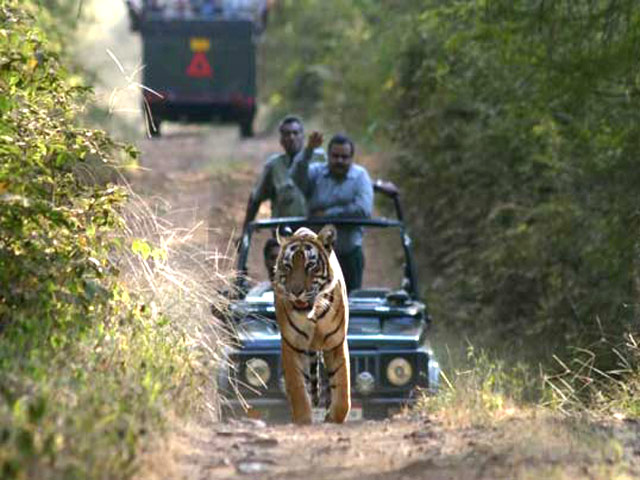 Ranthambhore National Park