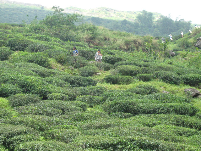 Happy Valley Tea Estate