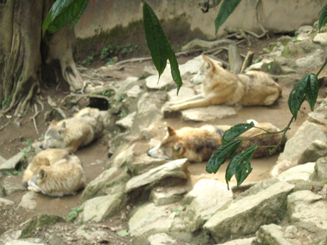 Darjeeling Zoo