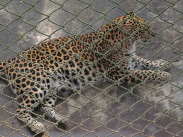 Darjeeling Zoo