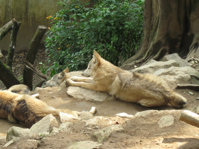 Darjeeling Zoo