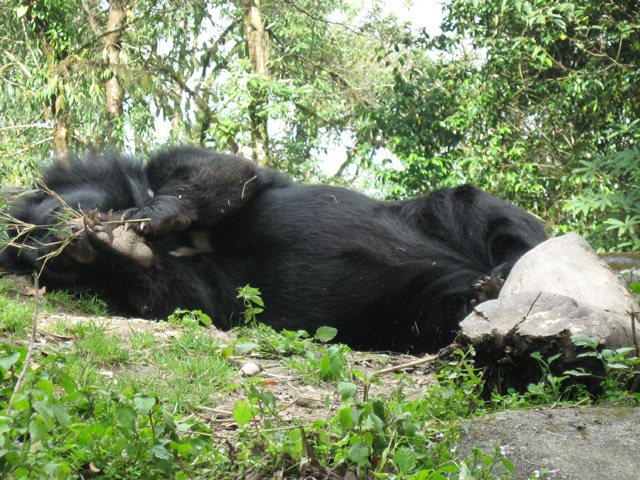 Darjeeling Zoo