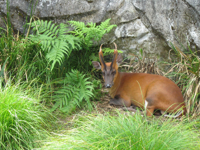 Darjeeling Zoo